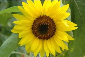 Sunflower Protein