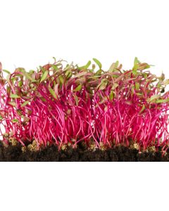 Beetroot Sprouting Seeds