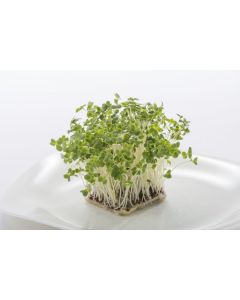 Broccoli Sprouting Seeds 50gram