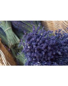 Lavender French Pure Essential Oil 10ml