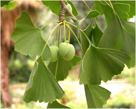 Ginkgo Biloba