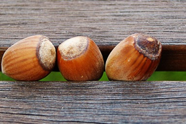 Hazelnuts