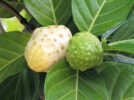 Noni Powder Supplements - Good Karma - Health Food Thailand