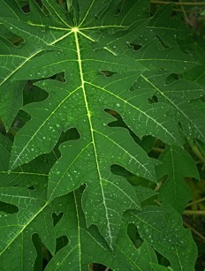 Papaya Leaf