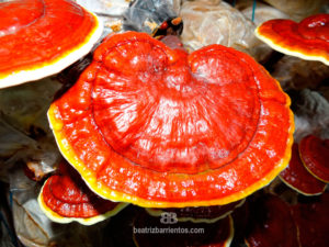 Reishi Mushrooms